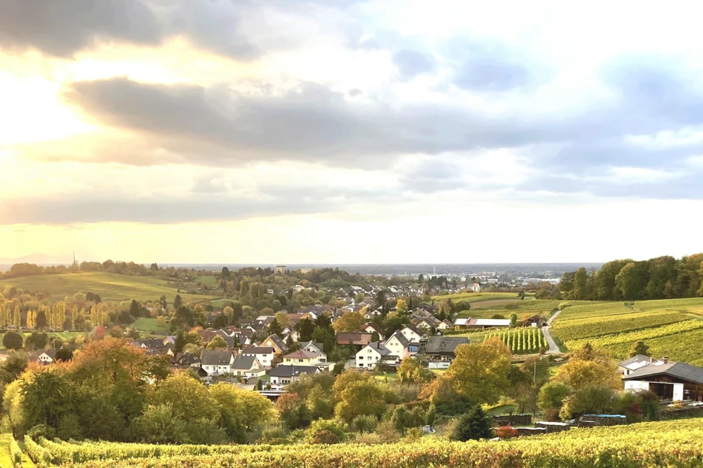 Blick aus den Weinreben auf das schöne Rammersweier, mit Sonnenuntergang und Blick bis Straßburg.