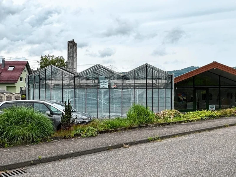 Gewächshäuser der ehemaligen Gärtnerei Frank in Steinach vor der geplanten Entwicklung des Wohnquartiers.